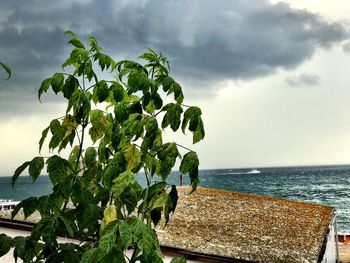 Close-up of plant against sea