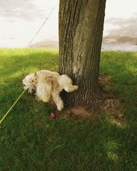 Dog relaxing on grassy field