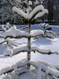 Snow on tree during winter