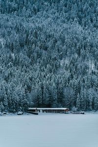 Frozen trees during winter