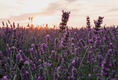 Close-up of purple flowering plants on field against sky