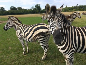 Zebra zebras in a field