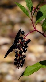 Close-up of butterfly on berries