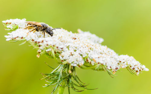 Close-up of insect on white flower