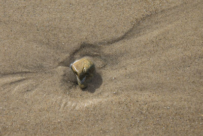 High angle view of starfish on beach