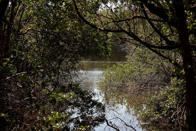 Scenic view of river amidst trees in forest