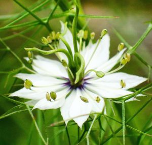 Close-up of flower blooming outdoors