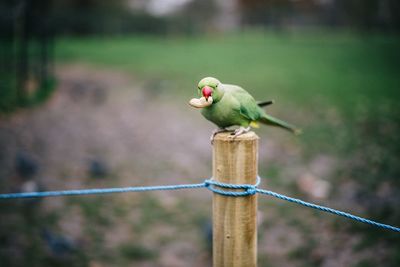 Parrot perching on wooden post