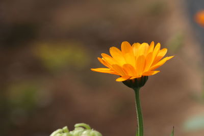 Close-up of yellow flower against blurred background