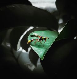 High angle view of ant on leaf