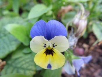 Close-up of purple flower