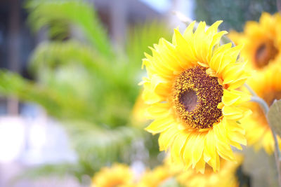 Close-up of yellow sunflower blooming outdoors