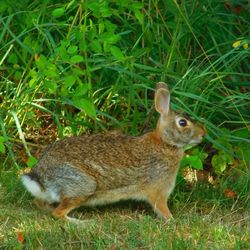 Animal grazing on grassy field