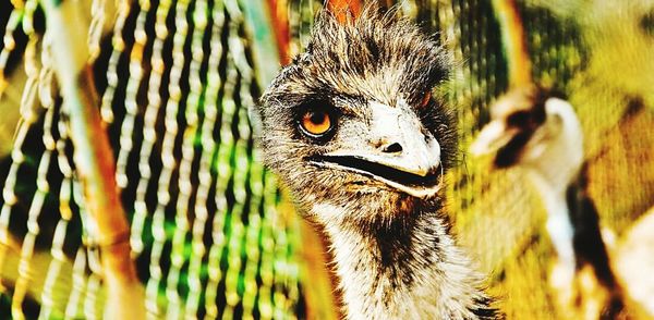 Close-up portrait of an animal