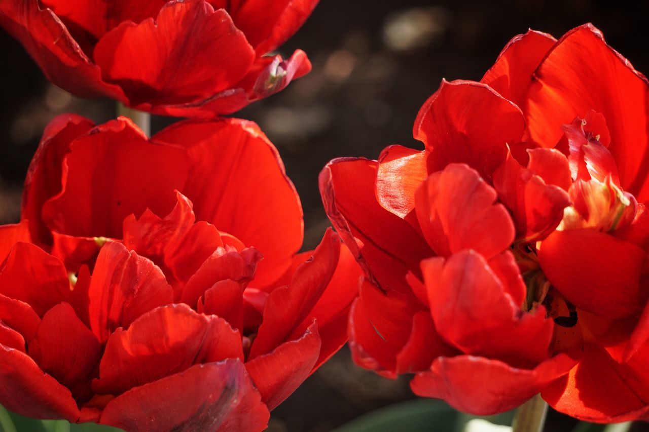 flower, red, petal, flower head, freshness, fragility, beauty in nature, growth, orange color, blooming, close-up, nature, tulip, plant, focus on foreground, no people, in bloom, blossom, outdoors, day