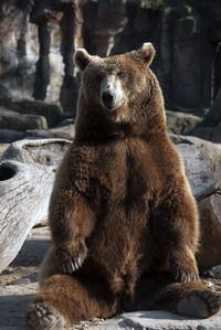 Close-up of bear