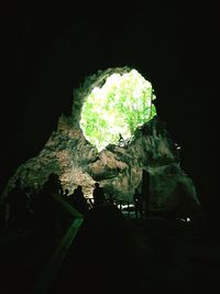 Illuminated trees at night