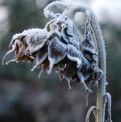 Close-up of frozen during winter