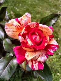 Close-up of pink rose blooming outdoors