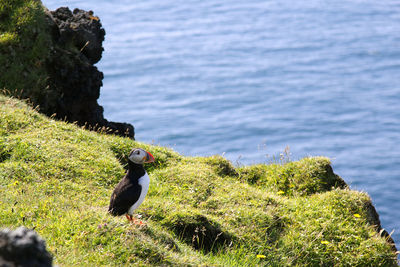 Puffin on rock by sea