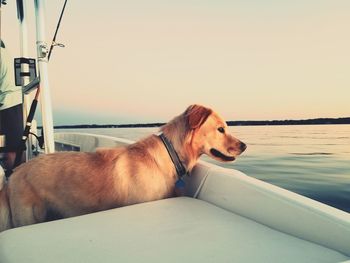 Dog standing on boat against sky during sunset