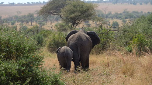 View of elephant in field