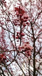 Low angle view of cherry blossoms