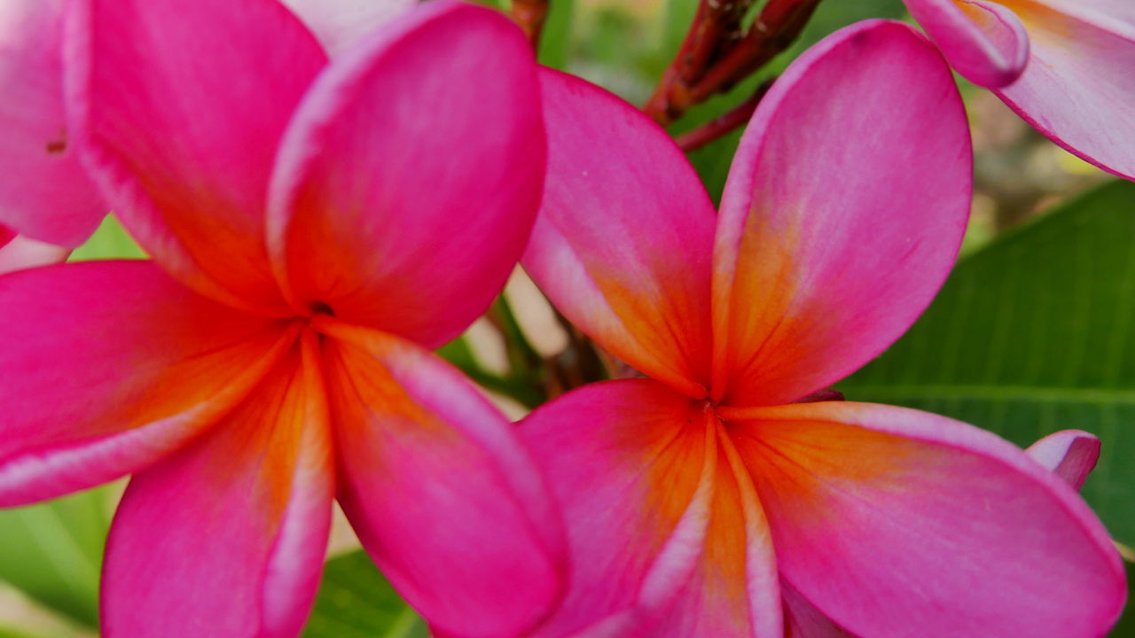 flower, plant, flowering plant, freshness, beauty in nature, close-up, pink, petal, fragility, flower head, inflorescence, growth, nature, no people, focus on foreground, macro photography, day, blossom, outdoors, frangipani, leaf, plant part