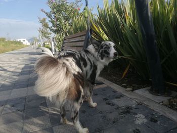 View of dog standing against plants