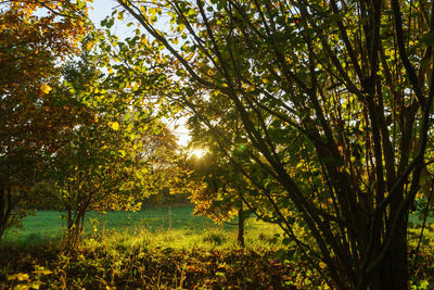 Trees and plants growing on field