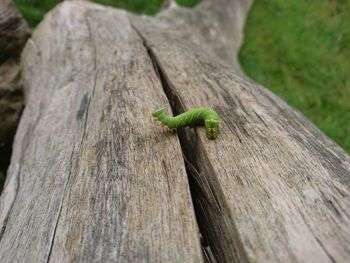 High angle view of wooden planks on tree trunk