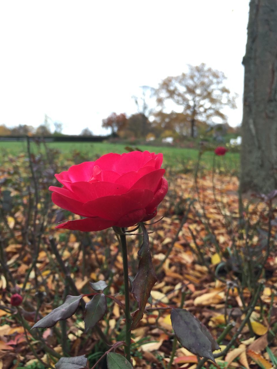 flower, fragility, red, focus on foreground, petal, pink color, freshness, season, nature, close-up, branch, leaf, beauty in nature, growth, day, stem, rose - flower, outdoors, twig, selective focus