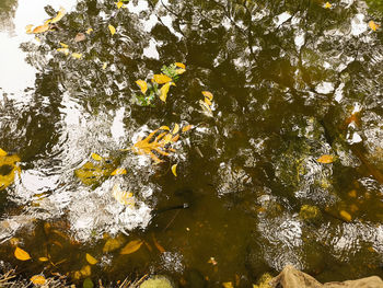 High angle view of leaves floating on lake