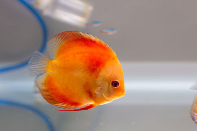 Close-up of orange fish in tank