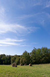Trees on field against sky
