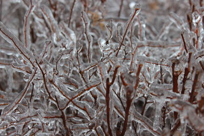 Close-up of snow on dry plants