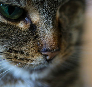 Close-up of animal eye