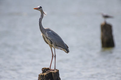 Gray heron perching tree stump in lake