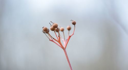 Close-up of red flower