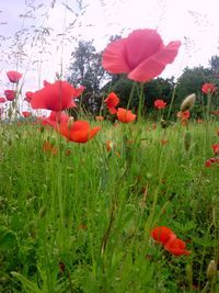 Close-up of poppy flowers blooming on field