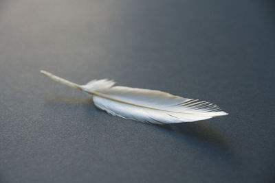 Close-up of feather over white background