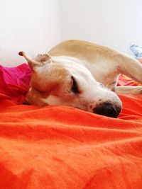 Dog sleeping on sofa