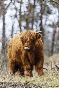 Cow on field