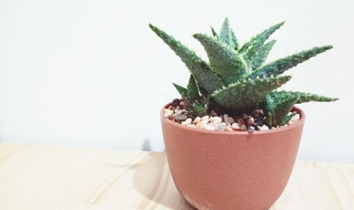 Close-up of cactus plant on table