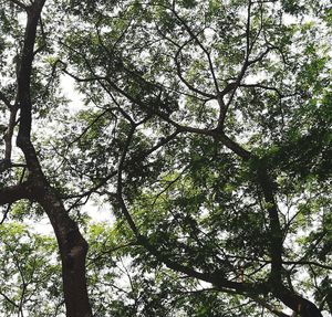 Low angle view of trees against sky