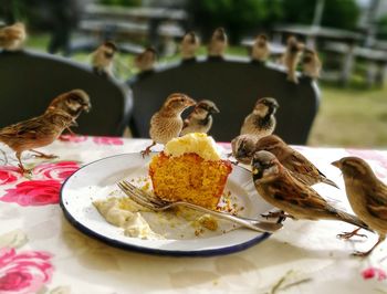 Sparrows eating cake in plate on table at cafe