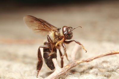 Close-up of insect on rock