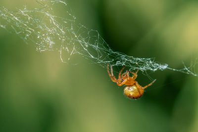 Close-up of spider on web