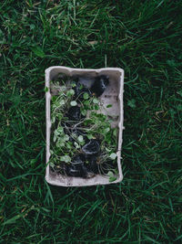 Organic veggie plugs in biodegradable tubs, ready to plant.