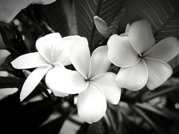 Close-up of frangipani blooming outdoors